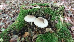Graugruener-Dachpilz_Pluteus-salicinus_20260901_132059.jpg