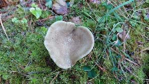 Graugruener-Milchling_Lactarius-blennius_20261005_122250.jpg
