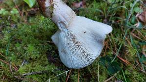 Graugruener-Milchling_Lactarius-blennius_20261005_122309.jpg