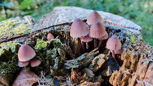 Grosser-Bluthelmling_Mycena-haematopus_20260915_092955.jpg