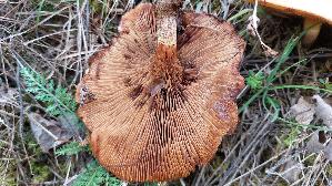 Grosser-Krempling_Paxillus-validus_20261016_161827.jpg
