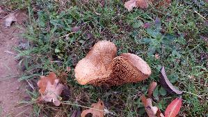 Grosser-Krempling_Paxillus-validus_20261018_154444.jpg