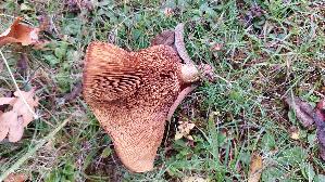 Grosser-Krempling_Paxillus-validus_20261018_154454.jpg