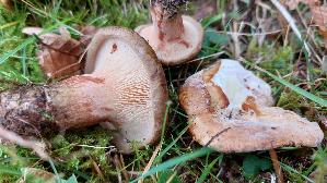 Grosser-Krempling_Paxillus-validus_20261018_160028.jpg