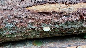 Grosses-Stummelfuesschen_Crepidotus-autochthonus_20260826_131151.jpg