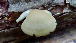Grosses-Stummelfuesschen_Crepidotus-autochthonus_20260826_131205.jpg