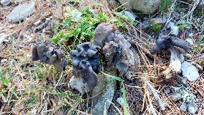 Grubenlorchel_Helvella-lacunosa_20260919_145835.jpg