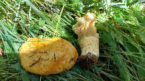 Grubiger-Milchling_Lactarius-scrobiculatus_20250903_111221.jpg