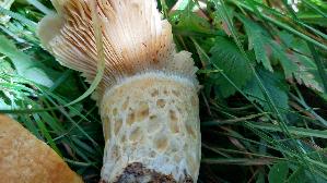 Grubiger-Milchling_Lactarius-scrobiculatus_20250903_111227.jpg