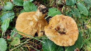 Grubiger-Milchling_Lactarius-scrobiculatus_20250908_104349.jpg