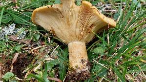 Grubiger-Milchling_Lactarius-scrobiculatus_20250908_104513.jpg