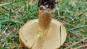 Grubiger-Milchling_Lactarius-scrobiculatus_20250908_104937.jpg