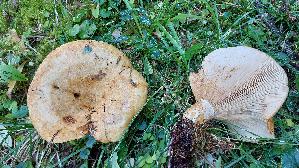 Grubiger-Milchling_Lactarius-scrobiculatus_20260920_104907.jpg