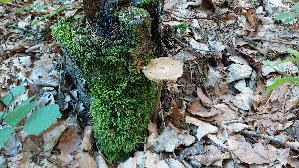 Grubiger-Wurzelruebling_Xerula-radicata_20260703_100010.jpg