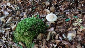 Grubiger-Wurzelruebling_Xerula-radicata_20260728_111915.jpg