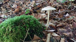 Grubiger-Wurzelruebling_Xerula-radicata_20260728_111927.jpg