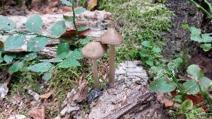 Grubiger-Wurzelruebling_Xerula-radicata_20260912_152643.jpg