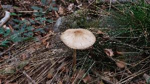 Grubiger-Wurzelruebling_Xerula-radicata_20260913_104246.jpg