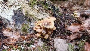Gruenblaettriger-Schwefelkopf_Hypholoma-fasciculare_20250508_135101.jpg