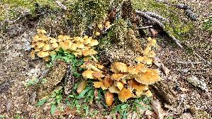 Gruenblaettriger-Schwefelkopf_Hypholoma-fasciculare_20250917_134240.jpg