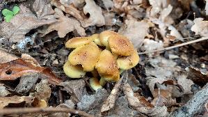 Gruenblaettriger-Schwefelkopf_Hypholoma-fasciculare_20260403_163210.jpg