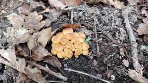 Gruenblaettriger-Schwefelkopf_Hypholoma-fasciculare_20260403_163405.jpg