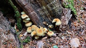 Gruenblaettriger-Schwefelkopf_Hypholoma-fasciculare_20260614_135028.jpg