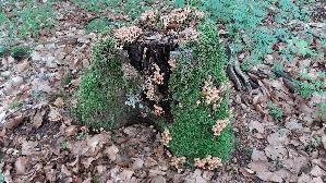 Gruenblaettriger-Schwefelkopf_Hypholoma-fasciculare_20260616_132520.jpg