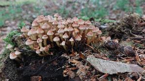 Gruenblaettriger-Schwefelkopf_Hypholoma-fasciculare_20260616_132540.jpg