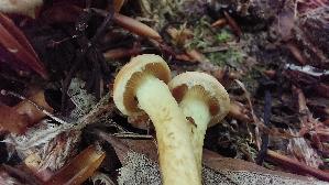 Gruenblaettriger-Schwefelkopf_Hypholoma-fasciculare_20260616_132600.jpg