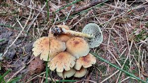 Gruenblaettriger-Schwefelkopf_Hypholoma-fasciculare_20260912_125123.jpg