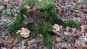 Gruenblaettriger-Schwefelkopf_Hypholoma-fasciculare_20260913_110322.jpg