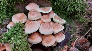 Gruenblaettriger-Schwefelkopf_Hypholoma-fasciculare_20260913_110338.jpg
