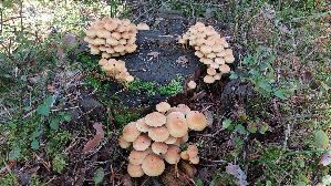 Gruenblaettriger-Schwefelkopf_Hypholoma-fasciculare_20260916_134126.jpg