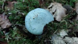 Gruenblau--er-Anistrichterling_Clitocybe-odora_20250810_104101.jpg