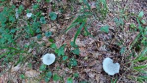 Gruenblau--er-Anistrichterling_Clitocybe-odora_20250919_180738.jpg