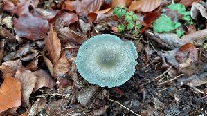 Gruenblau--er-Anistrichterling_Clitocybe-odora_20261018_134514.jpg