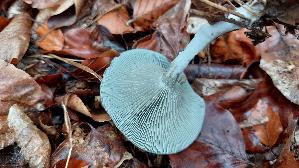 Gruenblau--er-Anistrichterling_Clitocybe-odora_20261018_134550.jpg