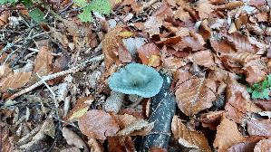 Gruenblau--er-Anistrichterling_Clitocybe-odora_20261018_145222.jpg