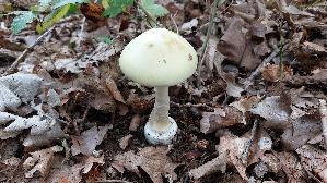 Gruener-Knollenblaetterpilz_Amanita-phalloides_20250809_085634.jpg