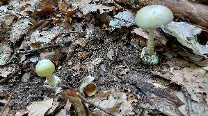 Gruener-Knollenblaetterpilz_Amanita-phalloides_20250812_114826.jpg