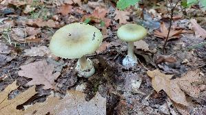 Gruener-Knollenblaetterpilz_Amanita-phalloides_20251011_105952.jpg