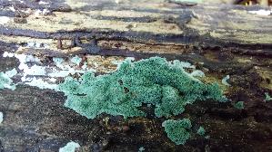 Gruener-Schimmelpilz_Trichoderma-viride_20260903_135906.jpg