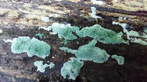 Gruener-Schimmelpilz_Trichoderma-viride_20260903_135917.jpg