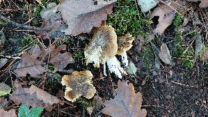 Gruenfarbiger-Ritterling_Tricholoma-viridifucatum_20251009_140605.jpg