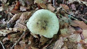 Gruengefelderter-Taeubling_Russula-virescens_20250725_131149.jpg