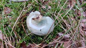 Gruengefelderter-Taeubling_Russula-virescens_20250829_161455.jpg