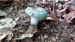 Gruengefelderter-Taeubling_Russula-virescens_20260719_092256.jpg