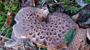 Habichtspilz_Sarcodon-imbricatus_20260915_110153.jpg