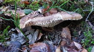 Habichtspilz_Sarcodon-imbricatus_20260915_110209.jpg